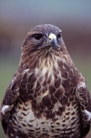Irish Birds Of Prey Images Buzzard Eddie Dunne Raptor Buteo Hawk Bird Of Prey With Images Birds Of Prey Birds Hawk Bird