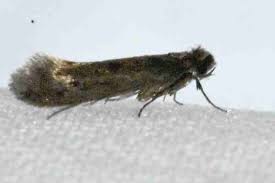 Image result for Bryotropha similis