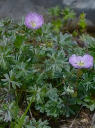 Image result for Geraniaceae