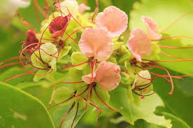 Image result for Intsia bijuga