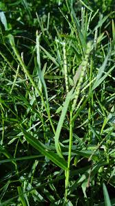 Image result for Paspalum