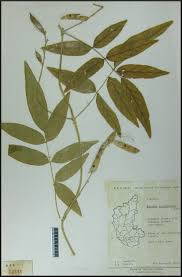 Image result for Ophrestia