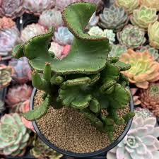 Image result for Euphorbia