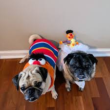 Pug-O-Ween Costume Contest
