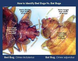 How To Deal With Bat Bugs Pct Pest Control Technology