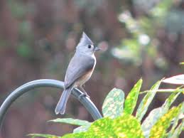 Grey Birds That Look Like Cardinals Backyard Bird Backyard Birds Bird Lovers Animals