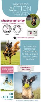 Pet Photography Capture The Action Cheat Sheet Pet Photography Tips Animal Photography Dog Photography