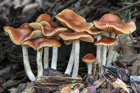 Experts Warn Against Picking Vancouver Island S Magic Mushrooms Species Victoria News