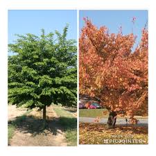We did not find results for: Summer And Fall Colors Yoshino Cherry Tree Yoshino Cherry Tree Yoshino Cherry Autumn Trees