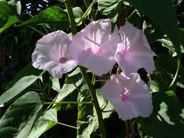Image result for Ipomoea prismatosyphon