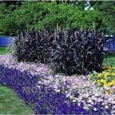 Пеннисетум рубрум pennisetum setaceum rubrum 'dwarf red'. Millet F1 Ornamental Purple Majesty Pennisetum Glaucum