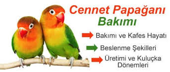 Cennet Papagani Bakimi Papagan Cennet Pagan