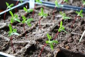 Choose a pot at least 200 mm wide and deep. How To Grow Marigolds From Seed The Garden Of Eaden