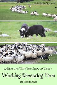 10 Reasons Why You Should Visit A Working Sheepdog Farm In Scotland Full Life Full Passport In 2020 Scottish Culture Sheepdog Scotland Culture