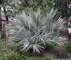 Image result for Triumfetta brachyceras