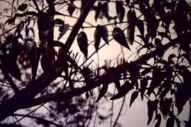 Image result for Agelanthus fuellebornii