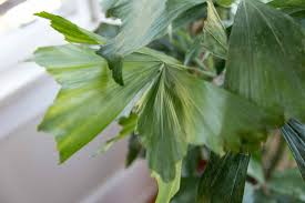 Image result for Caryota