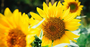 These Sunflower Instagram Captions Will Brighten Your Followers Days Women Com