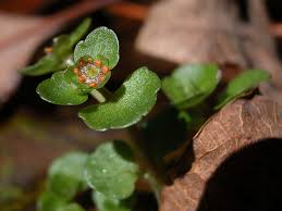 Image result for Chrysosplenium americanum