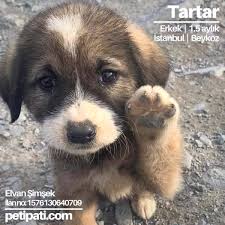 Ucretsiz Kopek Sahiplendirme Ilanlari Ucretsiz Kedi Ve Kopek Sahiplendirme Ilanlari Sitesi Petipati Com