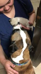 Thea our doctors have years of experience treating serious conditions and offering regular pet wellness care. Advanced Pet Care Of Clear Lake Home Facebook