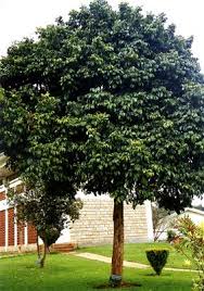 Image result for Markhamia lutea