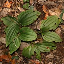 Image result for Liparis nervosa