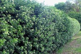 Image result for Murraya paniculata