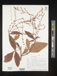 Image result for Searsia grossireticulata