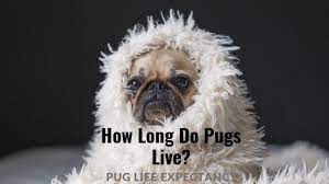 How Long Do Pugs Live Pug Life Expectancy Lucky Pug