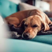 Maybe you would like to learn more about one of these? Can Dogs Get The Hiccups Reader S Digest