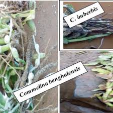 Image result for Commelina albescens