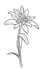 Tattoo Design Ayla Phoenix Art I'm an artist that's extremity interested in american traditional tattoo flash. tattoo design ayla phoenix art