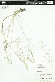 Image result for Agrostis quinqueseta
