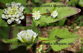 Image result for Persicaria nepalensis
