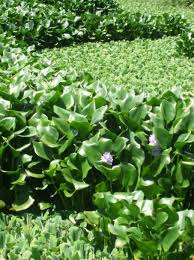 Image result for Scleria lateritica