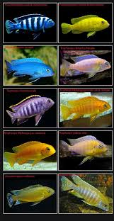 Examples Cichlid Aquarium Cichlids Aquarium Fish
