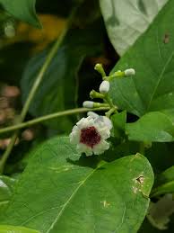 Image result for Psychotria diversinodula