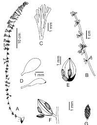 Image result for Inversodicraea torrei