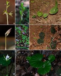 Image result for Nervilia