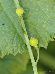 Image result for Crambe hispanica