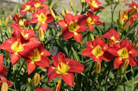 Check spelling or type a new query. Hemingway Nursery Featuring Roycroft Daylilies