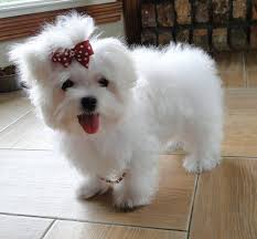 Standard maltese dogs normally only produce three puppies in a litter, so a the teacup maltese can have their coat long or cut short — it depends on how much you want to groom them! Pin By Rhonda Morris On Puppies Teacup Puppies Maltese Maltese Puppy Teacup Maltese