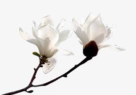 White Magnolia White Magnolia Magnolia Painting Photos White magnolia flower, southern magnolia flower magnolia gardens assisted living the historic magnolia house petal, magnolia, white, rose order png. white magnolia white magnolia
