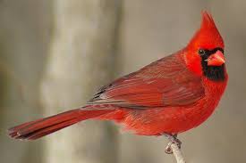 Check out our red cardinal selection for the very best in unique or custom, handmade pieces from our signs shops. Northern Cardinal