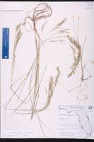 Image result for Eragrostis gangetica
