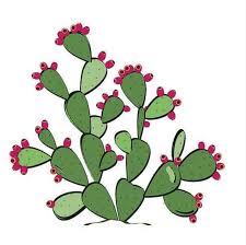 Image result for Pegolettia retrofracta