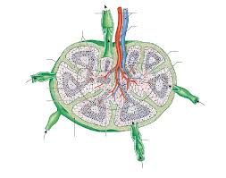 Drag the labels to identify the structures of a long bone. Answered Drag The Labels To The Appropriate Bartleby