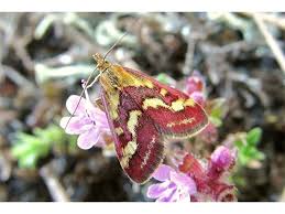 Image result for Pyrausta ostrinalis