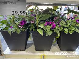 When does costco garden centre open 2019. Costco Spring Aisle 2021 Superpost The Entire Plants And Garden Section Costco West Fan Blog